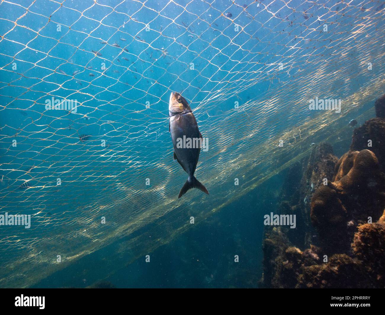 Ein kleiner Amberjack (Seriola dumerili), der in Südbrasilien auf einem Kiemennetz gefangen wurde Stockfoto