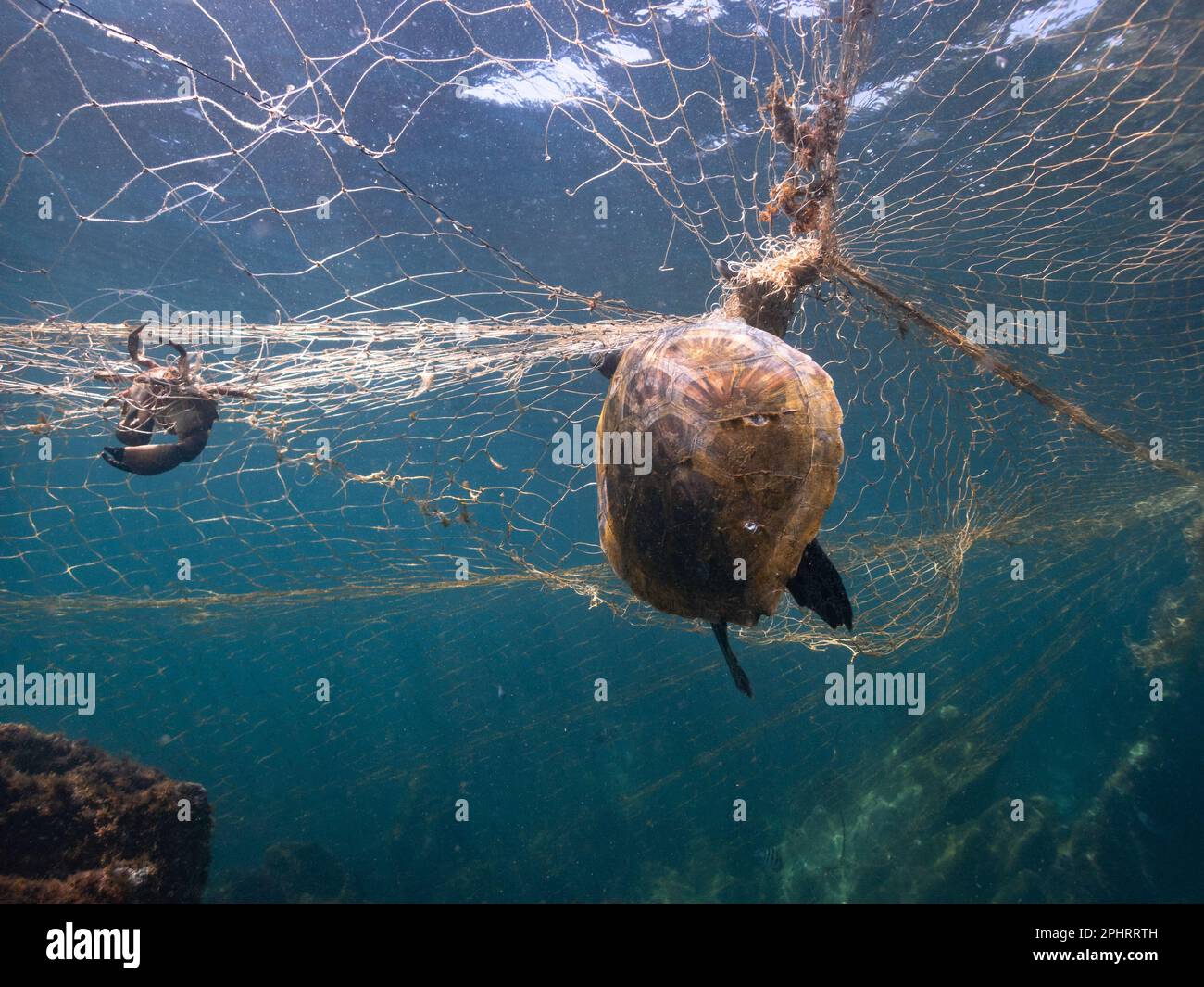 Eine Grüne Meeresschildkröte und eine Krabbe, die in Südbrasilien von Kiemennetzen als Beifang gefangen wurden Stockfoto