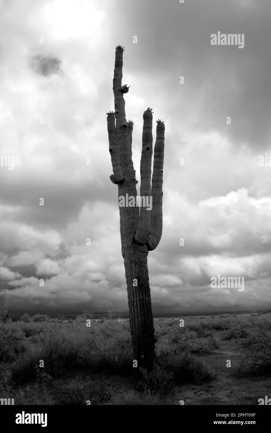 Sonora Wüste in Infrarot Zentral Arizona USA Stockfoto