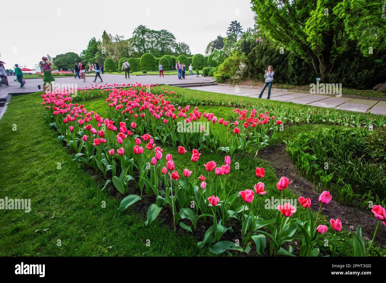 Rosa Tulpen im botanischen Garten von Kiew, verschwommene Bewegung in