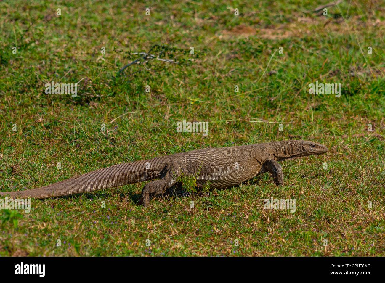 Bengalische Warane im Bundala-Nationalpark in Sri Lanka. Stockfoto