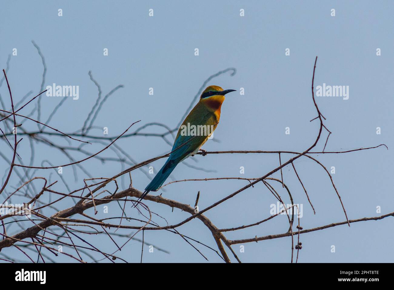 Regenbogen-Bienenesser im Yala-Nationalpark in Sri Lanka. Stockfoto