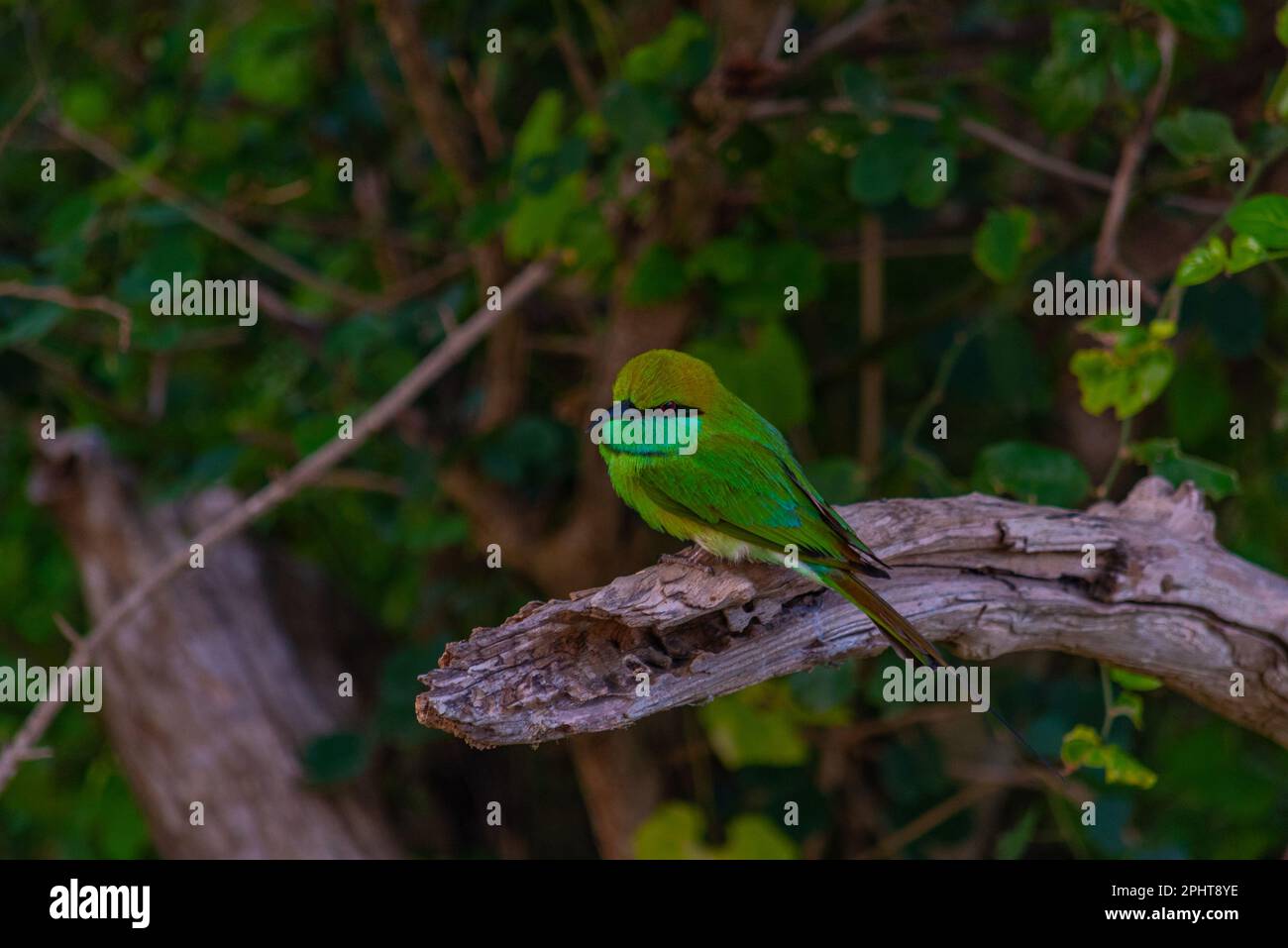 Asiatischer grüner Bienenesser im Yala-Nationalpark in Sri Lanka. Stockfoto
