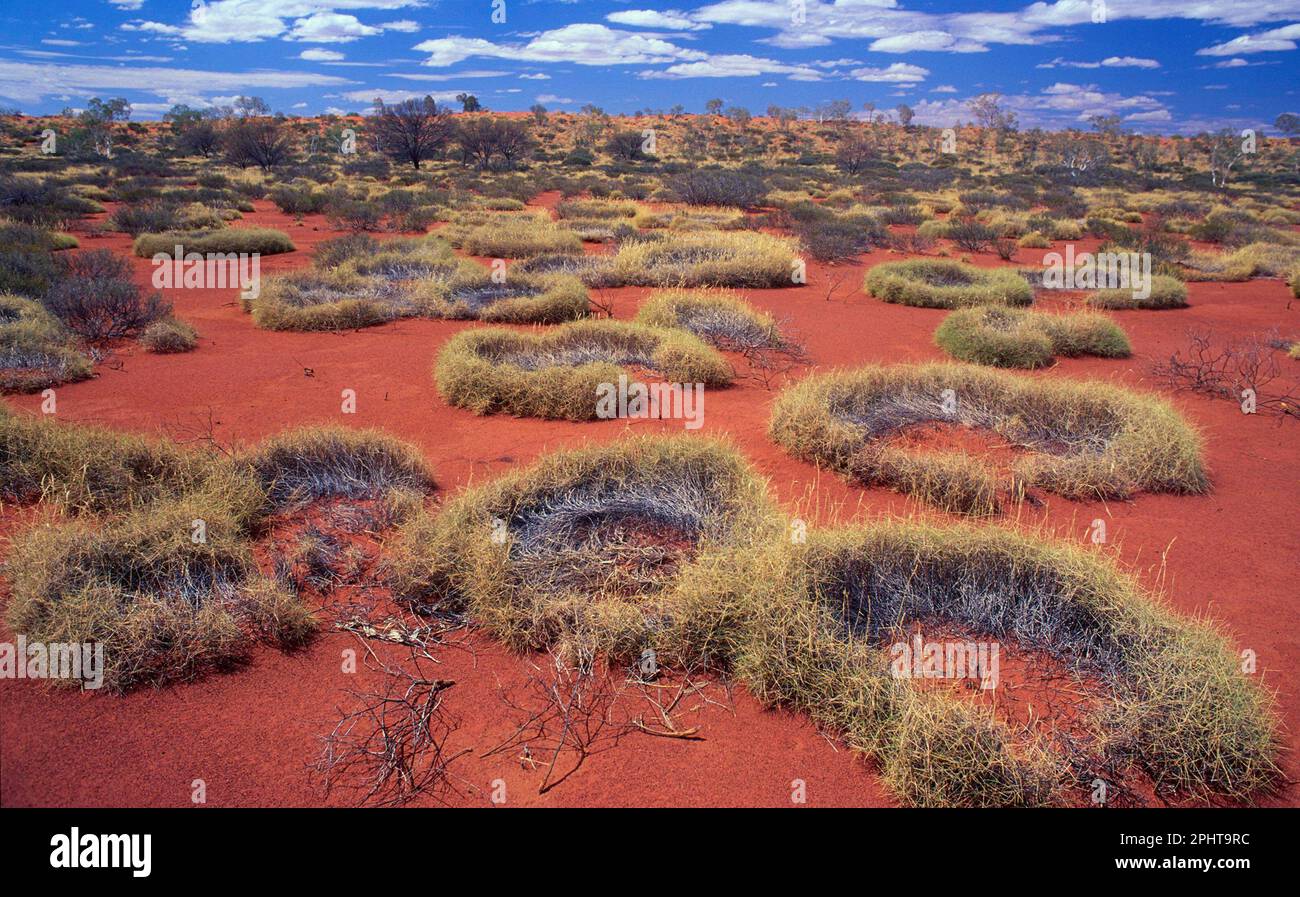 Spinifex (Triodia sp.), Ringe, mit altem Wachstum in der Mitte. Little Sandy Desert, Westaustralien, Australien Stockfoto