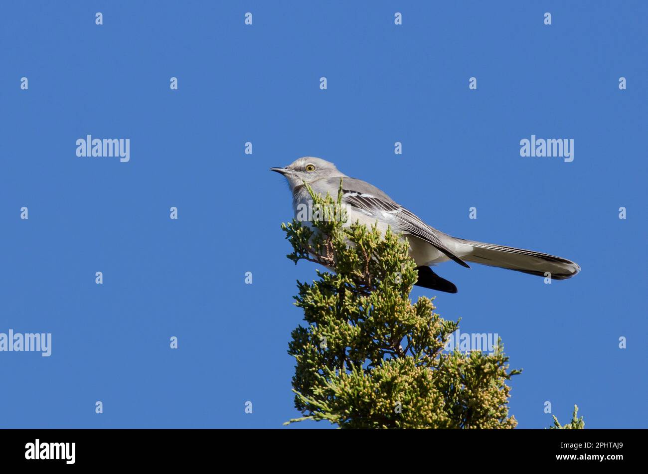 Northern Mockingbird, Mimus polyglottos Stockfoto