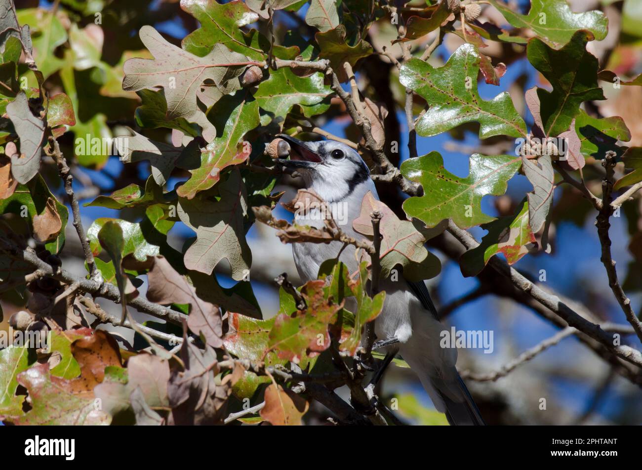 Blue Jay, Cyanocitta cristata, Futtersuche und Fütterung von Post Eiche, Quercus stellata, Eicheln Stockfoto