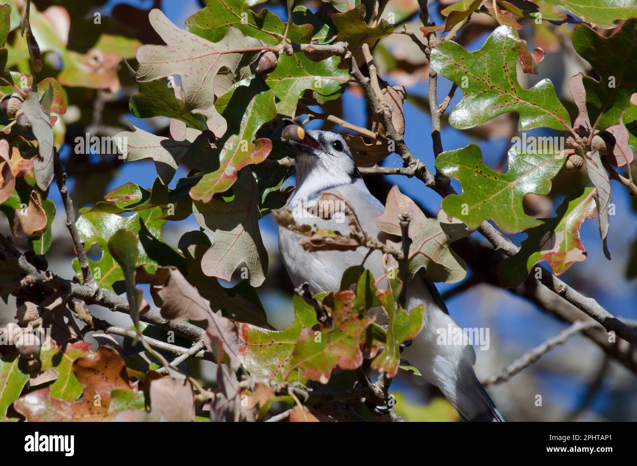 Blue Jay, Cyanocitta cristata, Futtersuche und Fütterung von Post Eiche, Quercus stellata, Eicheln Stockfoto