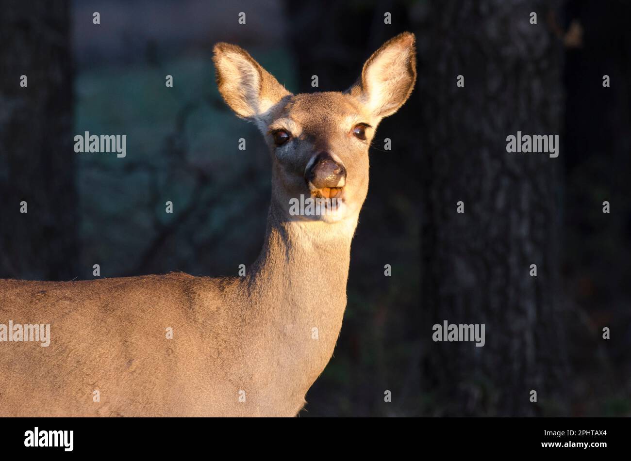 Weißwedelhirsch, Odocoileus virginianus, Reh kaut auf Eicheln Stockfoto