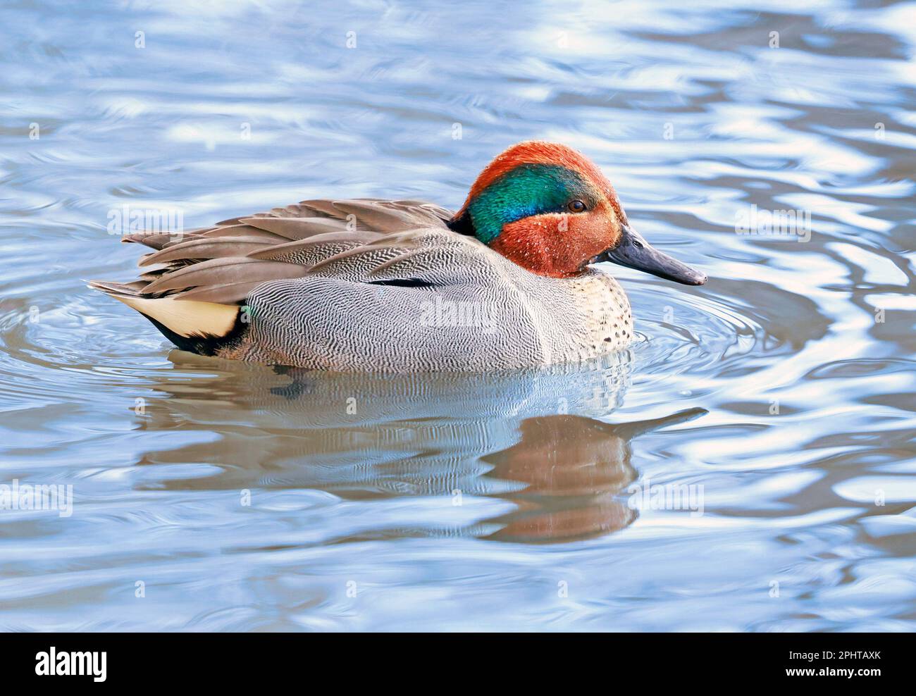 Green-Winged Teal Portrait, Quebec, Kanada Stockfoto