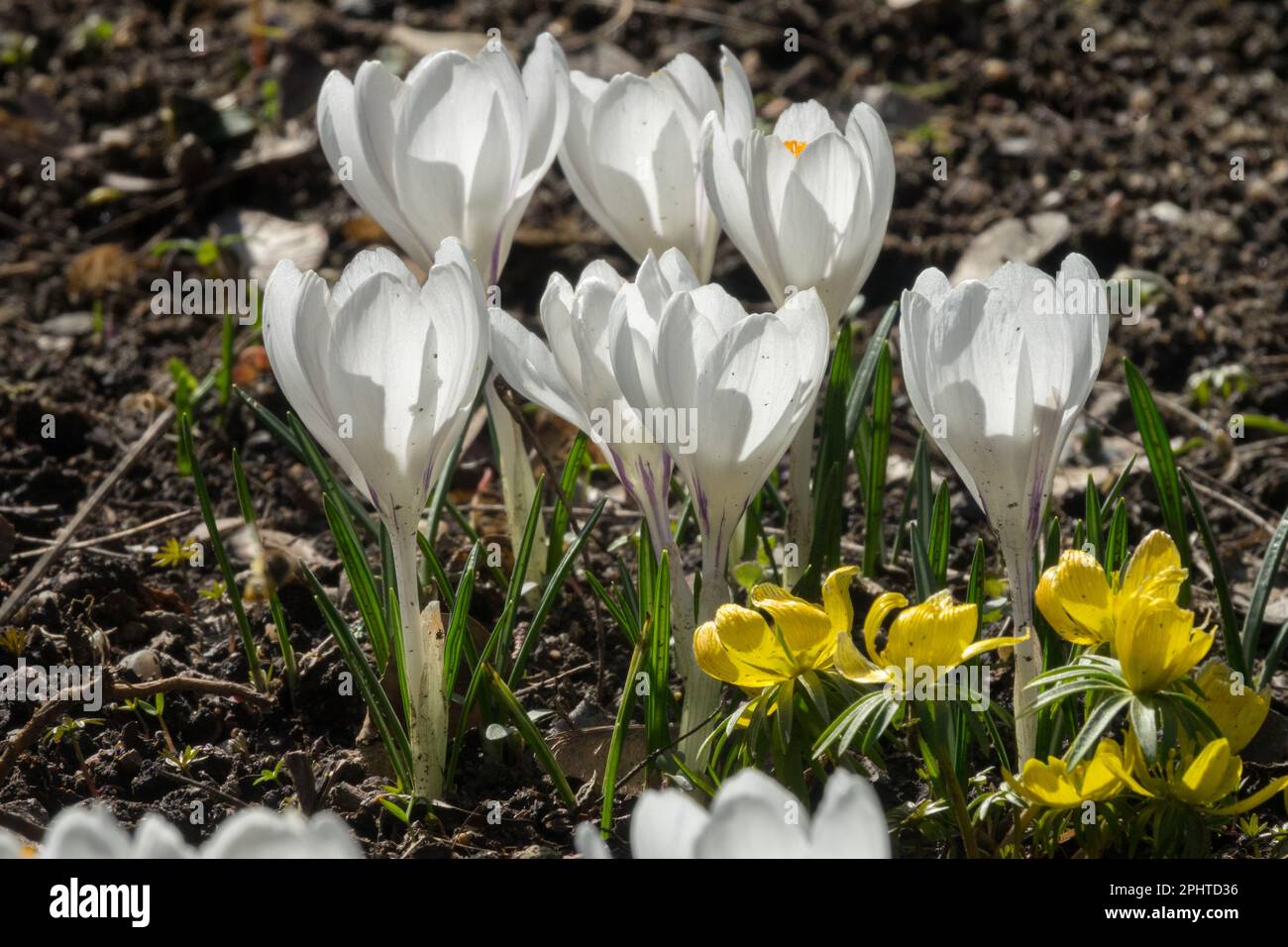 Niederländischer Krokus, Pflanzen, Frühling, Krokusse, Winterapfel, Crocus Jeanne d'Arc, erste Bee-freundlich, Pflanzen Stockfoto