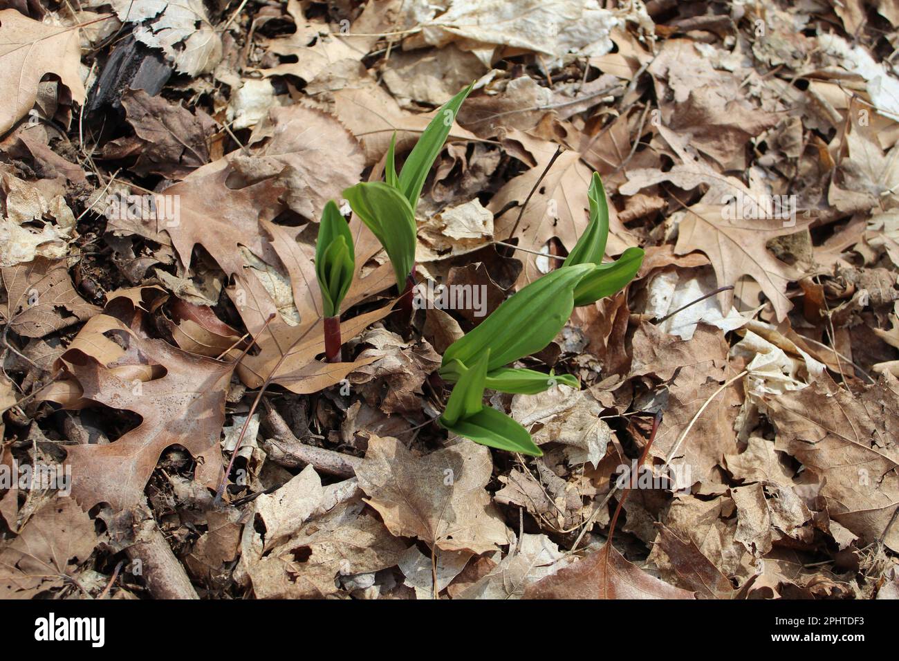 In den Linne Woods in Morton Grove, Illinois, gibt es Rampen aus brauner gefallener Eiche und Ahornblättern Stockfoto