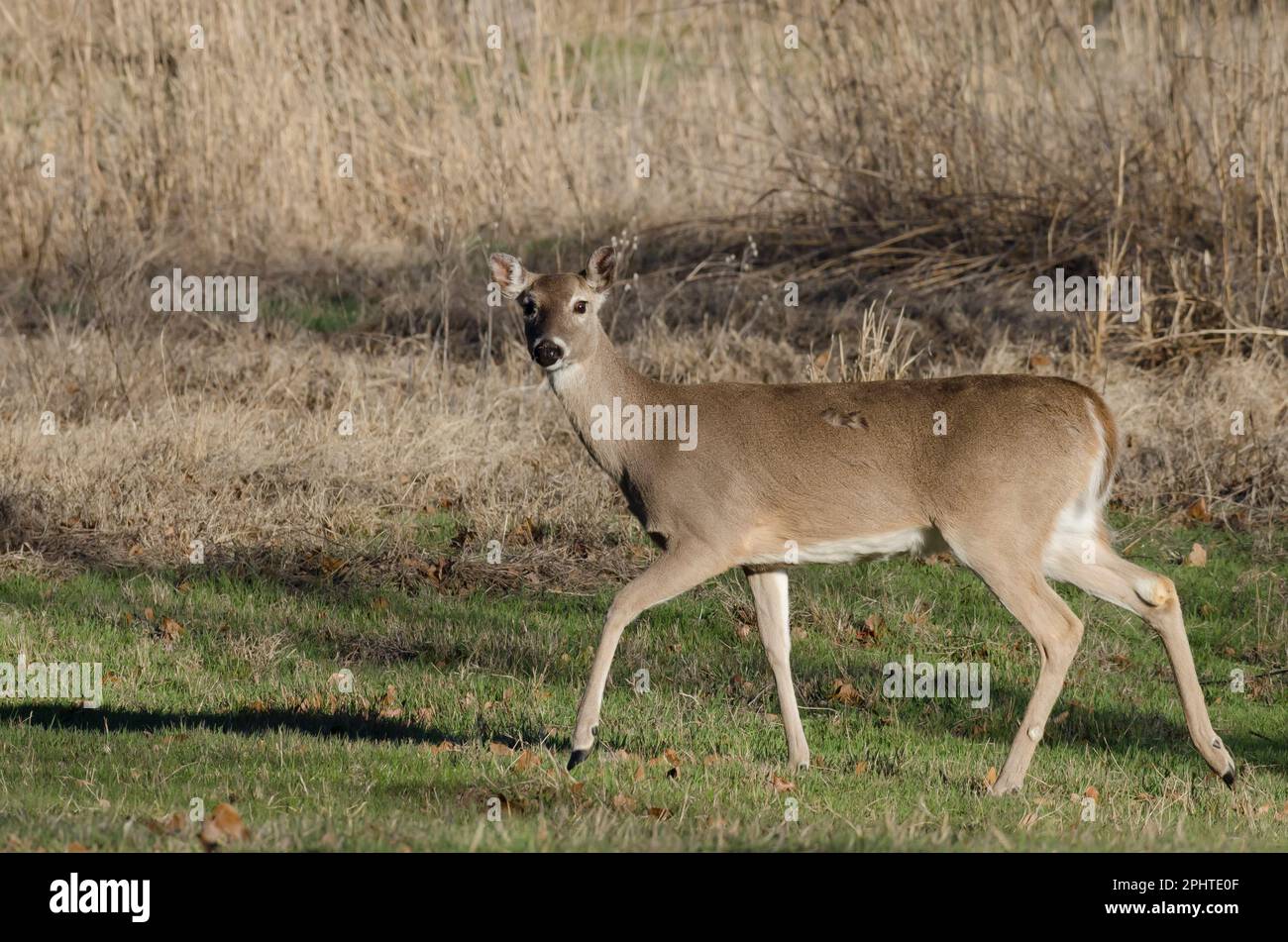 Weißwedelhirsche, Odocoileus virginianus, doe Stockfoto