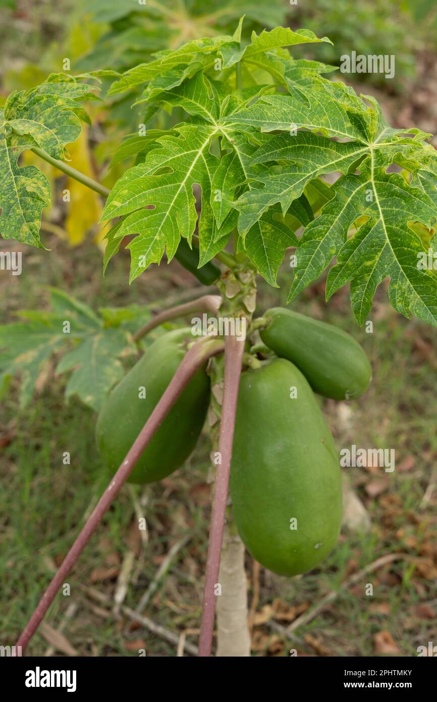 Kleine Pflanze mit vertikaler Papaya-Zusammensetzung Stockfoto