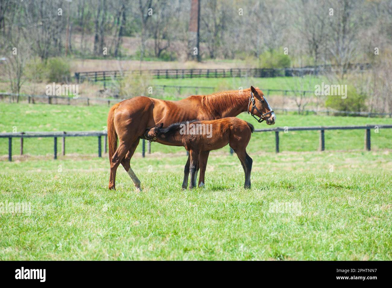 Mare- und Fohlen-Pflege auf einer Pferdefarm in Kentucky Stockfoto