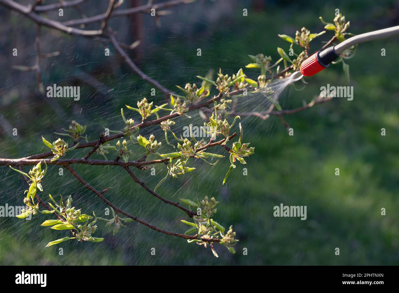 Frühlingsbesprühen von Obstbäumen auf Knospen zur Verhütung von Krankheiten und Schädlingen. Stockfoto