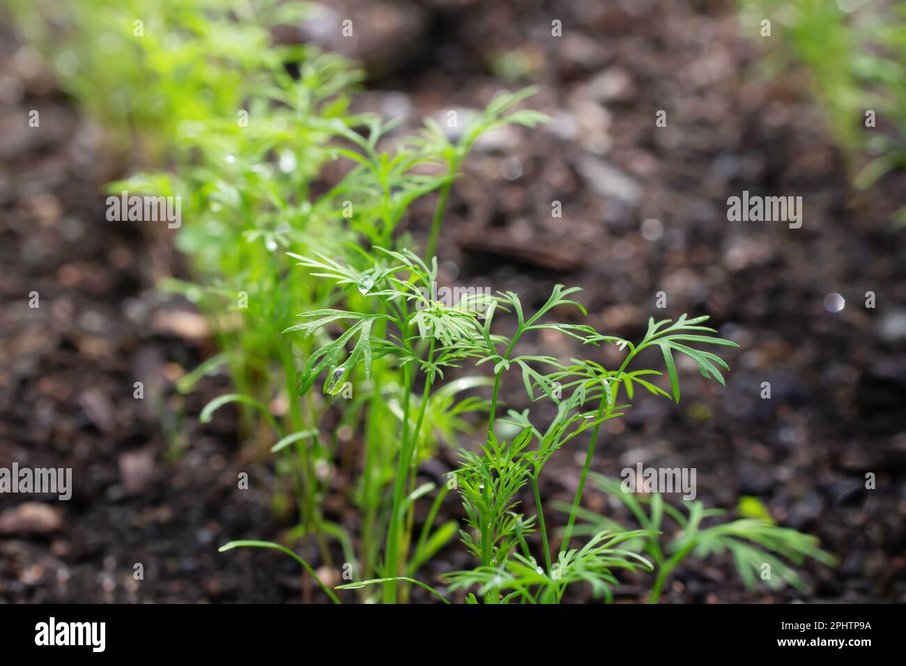 Junge Dillsprossen auf einem Bett in einem Sommergarten. Stockfoto