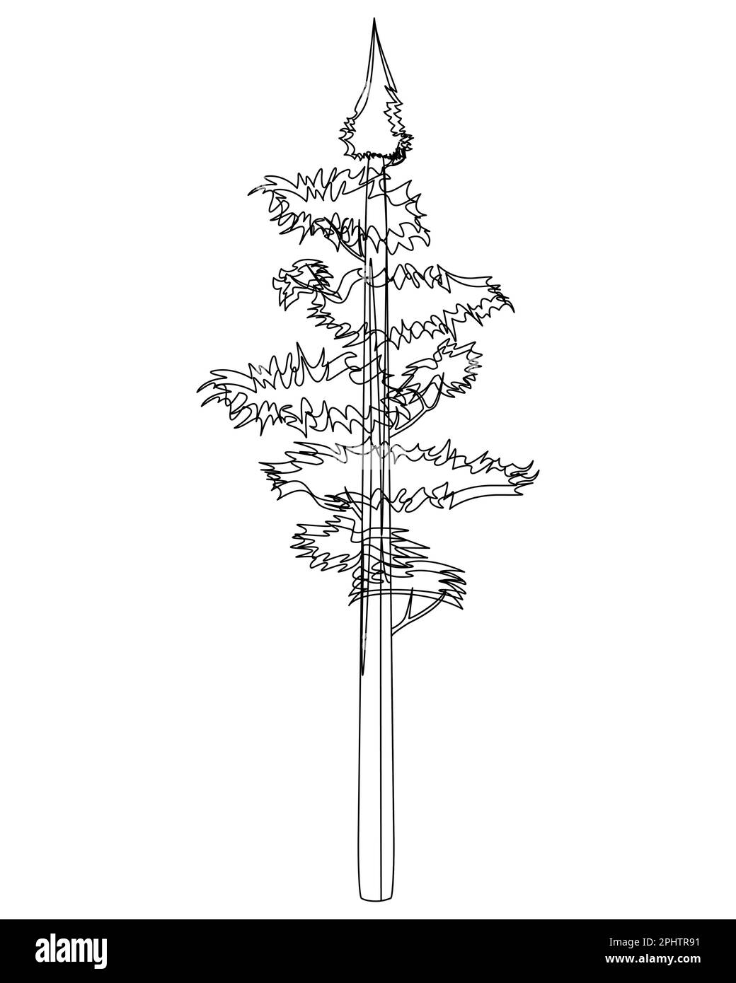 Tall Pine Tree in lineart. Immergrüne Nadelholz-Fichte. Vektordarstellung auf weißem Hintergrund. Stock Vektor