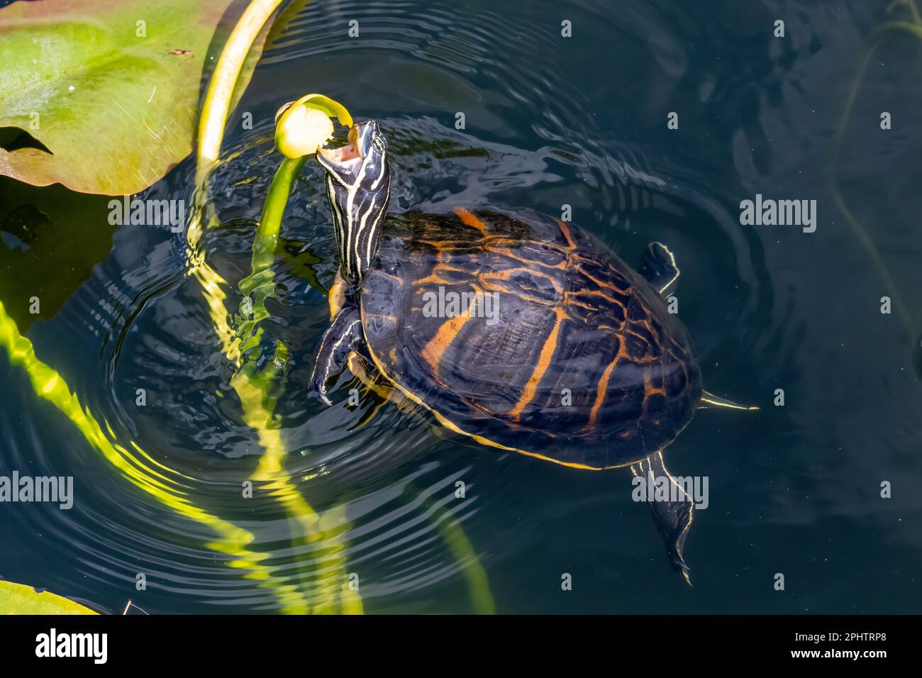 Florida Redbelly Turtle – Pseudemys nelsoni – Wasserlilien auf dem Anhinga Trail im Everglades-Nationalpark, Florida. Stockfoto