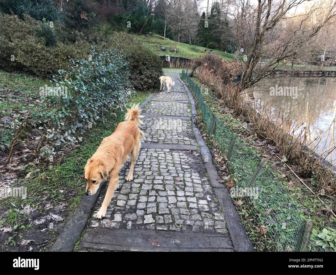 Hunde auf einem gepflasterten Steinpfad im wunderschönen Atatürk Arboretum in Sariyer, Istanbul, Türkei. Stockfoto