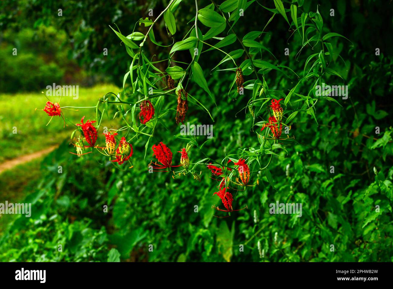 gloriosa superba niyagala vergiftete Blume Stockfoto