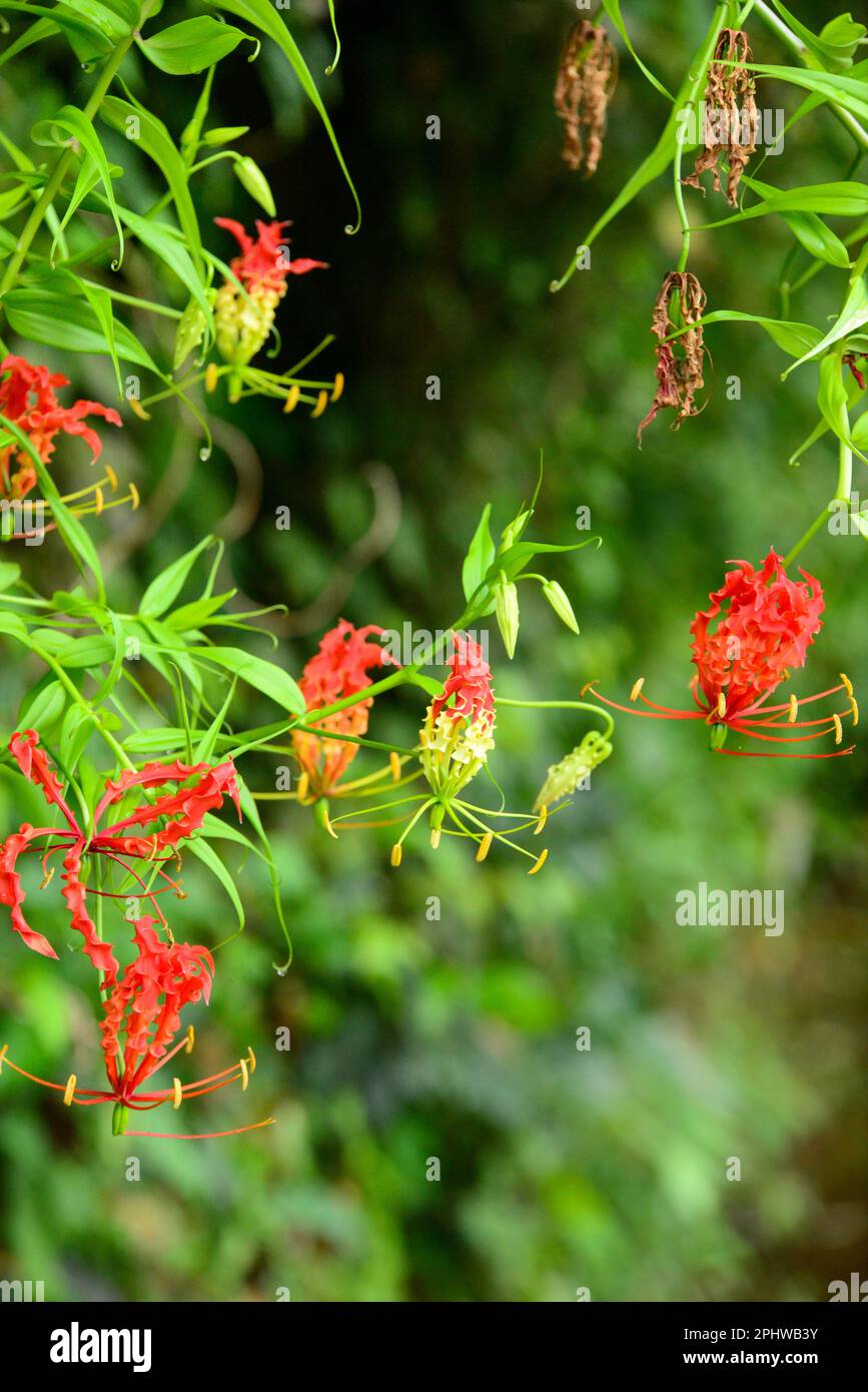 gloriosa superba niyagala vergiftete Blume Stockfoto