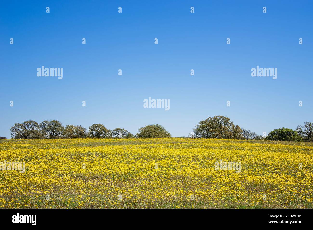 Gelbes Blumenfeld und hellblauer Himmel im texanischen Frühling. Stockfoto