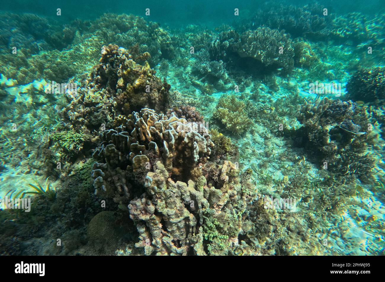 Idyllische Aufnahme eines Korallenriffs von Pamilacan Island auf den Philippinen, das von Sonnenlicht überflutet wird. Stockfoto