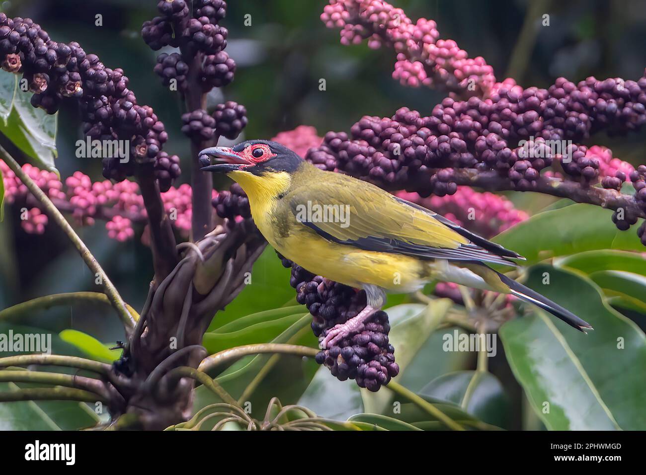 Nahaufnahme eines Gelben Figvogels (Sphecotheres flaviventris, nördliche Rasse), der sich von der Frucht eines Regenschirms (Schefflera actinophylla) im Fernen Norden ernährt Stockfoto