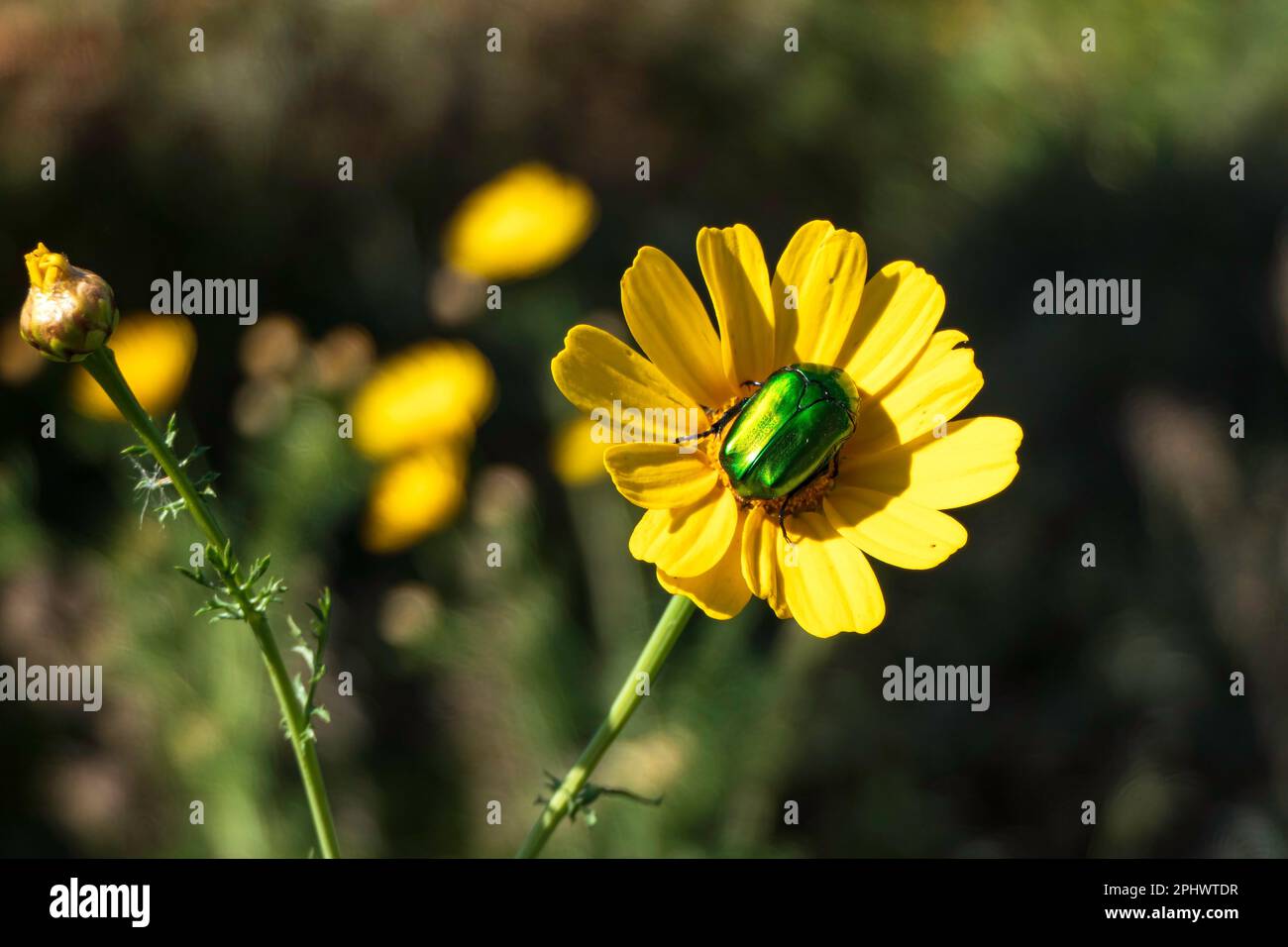 Metallischer Rosenscheuerschutz oder grünes Rosenscheuerschutz-Insekt Cetonia aurata auf einer gelben Blume aus nächster Nähe Stockfoto