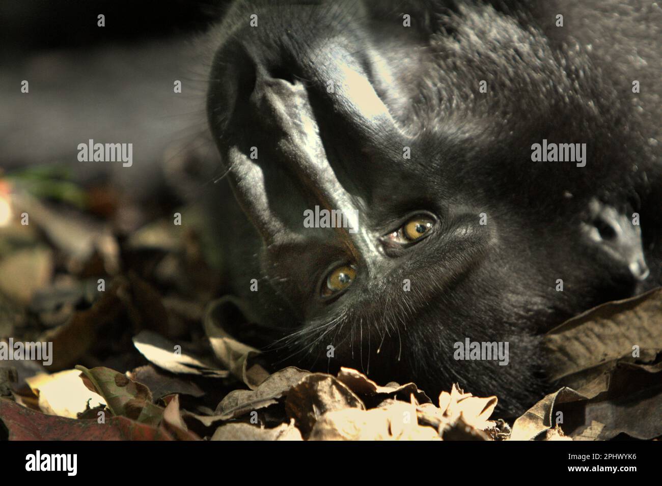 Ein Sulawesi-Schwarzkammmakak (Macaca nigra) wird fotografiert, da er auf dem Boden im Naturschutzgebiet Tangkoko, North Sulawesi, Indonesien liegt. Über Macaca Nigra Project und andere sind Forschungsteams über mehrere Jahrzehnte in das Tangkoko Reserve gekommen, ein relativ sicherer Lebensraum, um diese Art zu studieren, laut einer Zusammenfassung der wissenschaftlichen Forschungspapiere vom März 2023, die von einem Team von Primaten Wissenschaftlern unter der Leitung von Jatna Supriatna herausgegeben wird (Zugriff über Springer). Als eine der sieben Makaken-Arten, die auf der Insel Sulawesi endemisch sind, ist der Kammmakaken (Macaca nigra)... Stockfoto