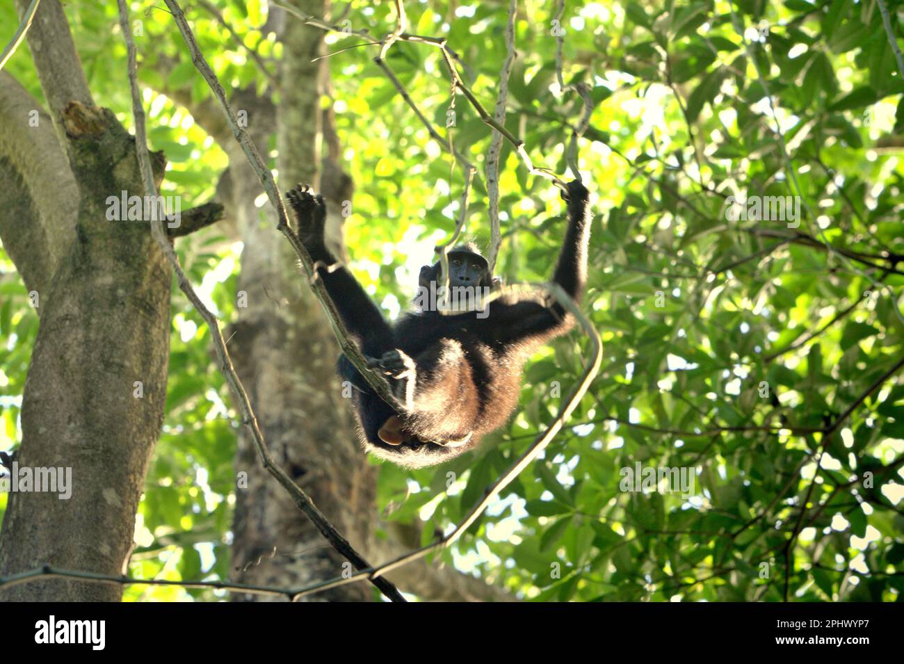 Eine Sulawesi-Schwarzkammmakake (Macaca nigra) bewegt sich auf einer Liana im Naturschutzgebiet Tangkoko, North Sulawesi, Indonesien. Über Macaca Nigra Project und andere sind Forschungsteams über mehrere Jahrzehnte in das Tangkoko Reserve gekommen, ein relativ sicherer Lebensraum, um diese Art zu studieren, laut einer Zusammenfassung der wissenschaftlichen Forschungspapiere vom März 2023, die von einem Team von Primaten Wissenschaftlern unter der Leitung von Jatna Supriatna herausgegeben wird (Zugriff über Springer). Als eine der sieben auf der Insel Sulawesi endemischen Makaken ist die Makaken (Macaca nigra) eine sozial tolerante Primatenart. Stockfoto