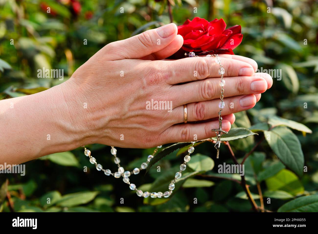Hände mit dem Rosenkranz einer betenden verheirateten Frau auf üppigem Grün und einer roten Rose an einem sonnigen Tag. Stockfoto