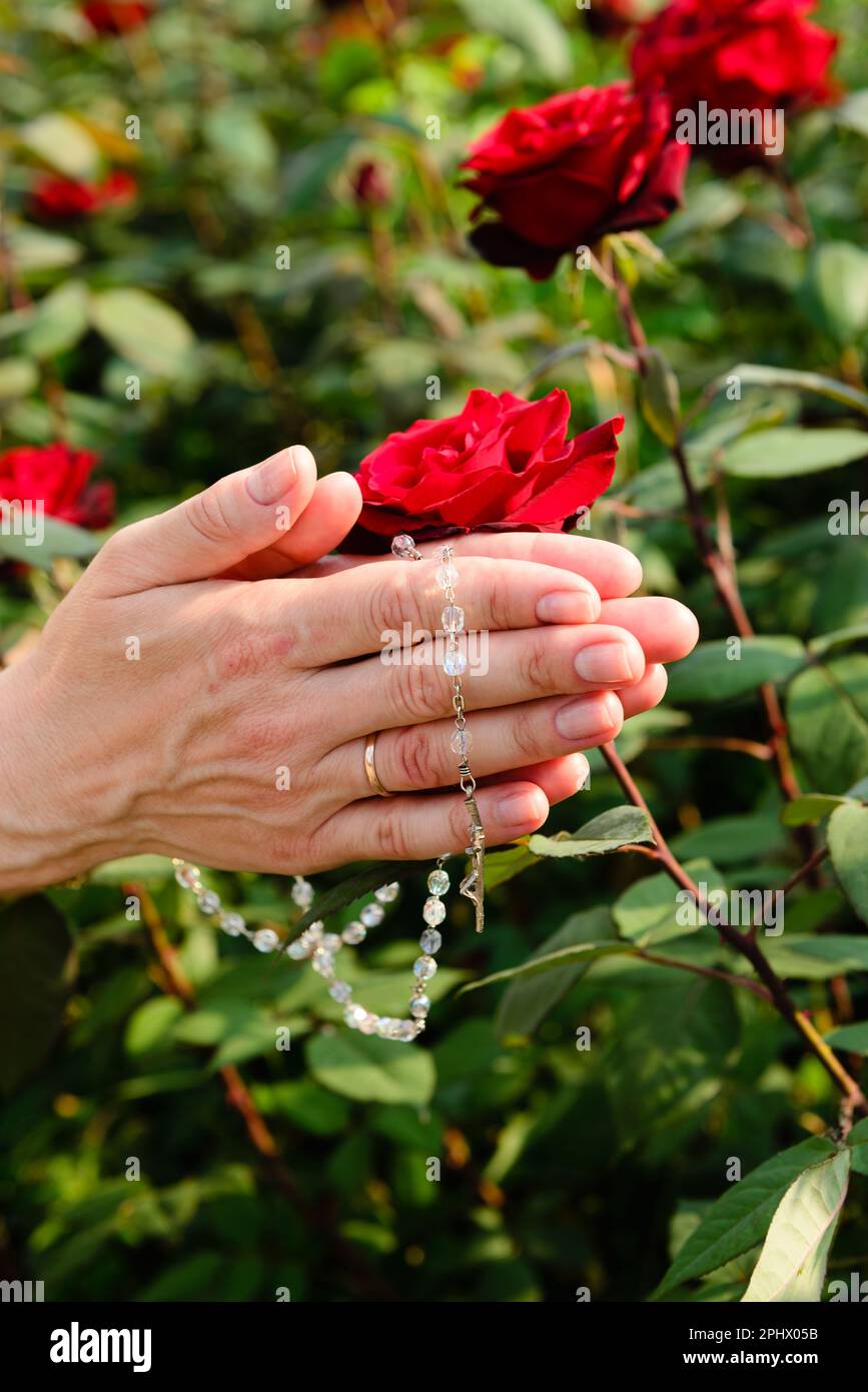 Nahaufnahme gefalteter Hände einer betenden Frau mit Rosenkranz auf rotem Rosenhintergrund, selektiver Fokus. Stockfoto