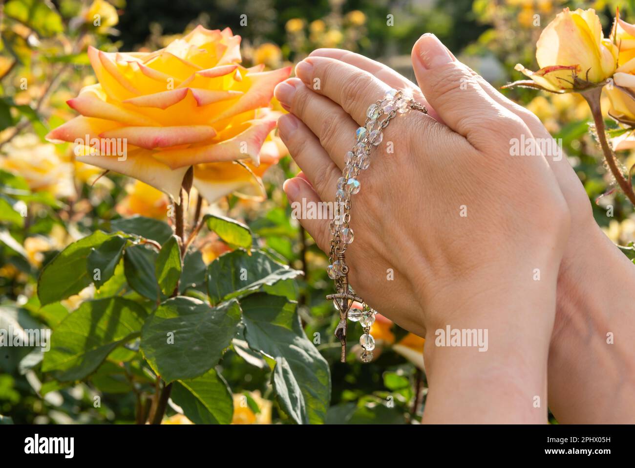 Gefaltete Hände einer betenden Frau mit einem Rosenkranz an einem sonnigen Tag vor dem Hintergrund gelber Rosen, Nahaufnahme. Stockfoto