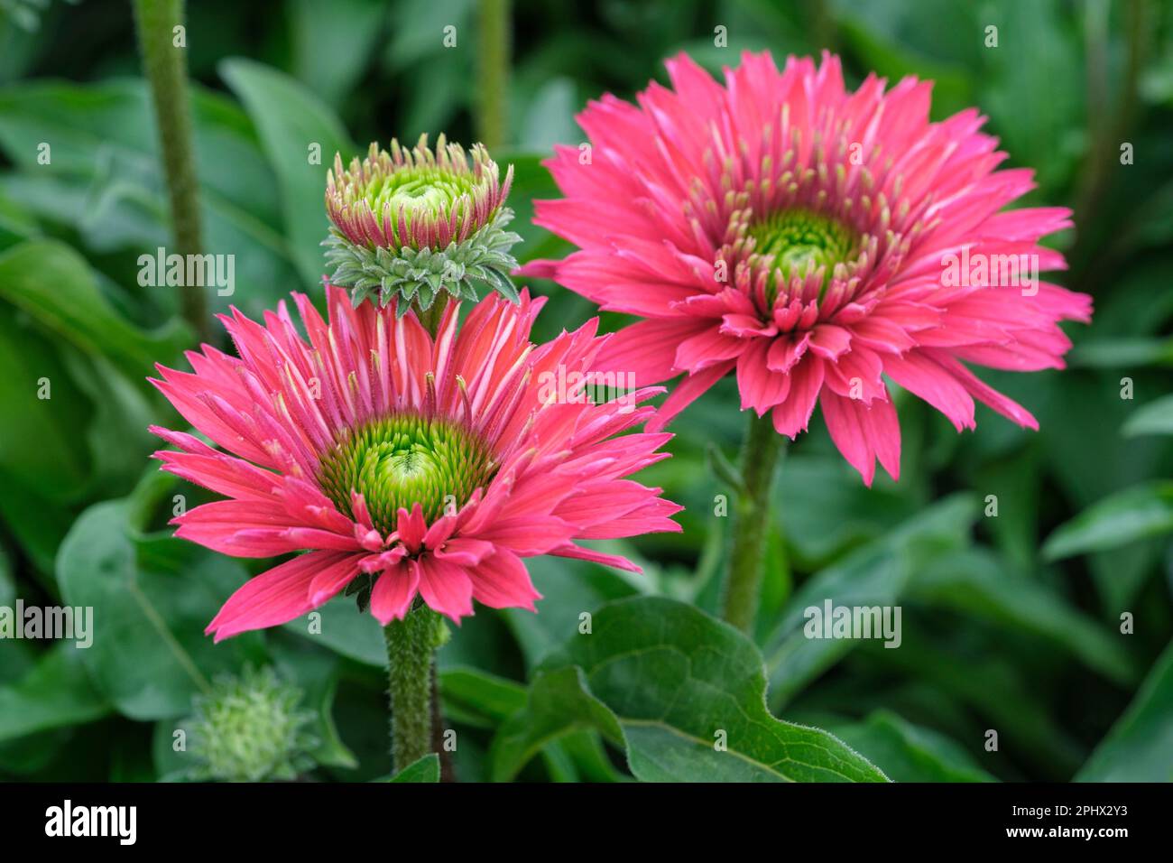 Echinacea Sunseekers Sweet Fuchsia, mehrjährig, doppelte fuchsienrosa Blumen, zentralbraune Kegel Stockfoto