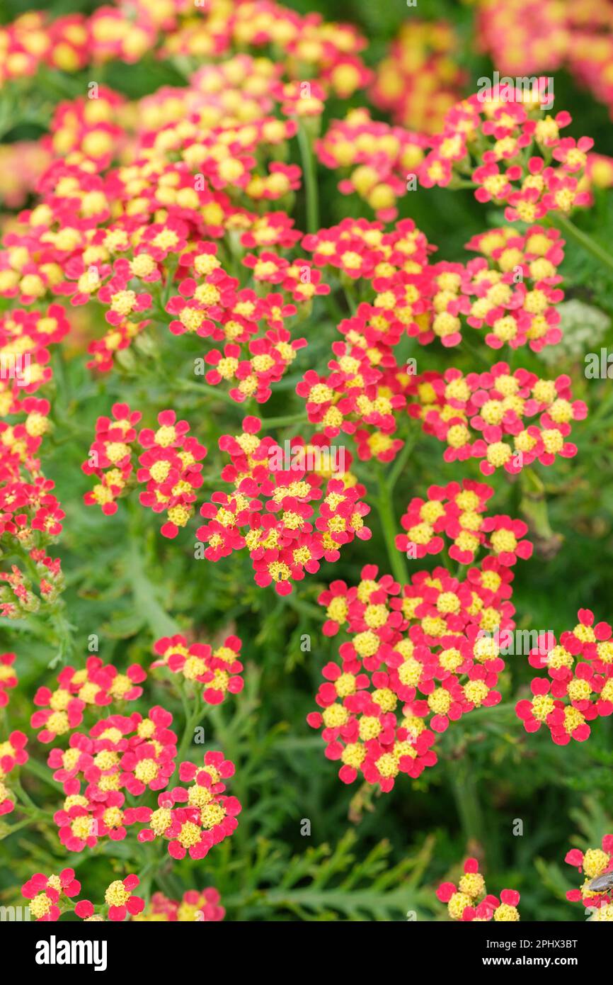Achillea millefolium Milly Rock Red, ganzjährig abgeflachte Ansammlungen kleiner roter Blumen mit gelben Augen Stockfoto