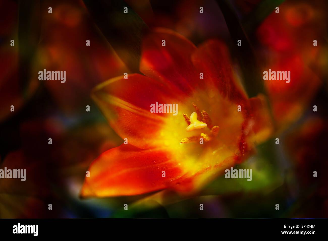 Rote orangefarbene Tulpenblüte mit Pistil und Stamm, die in einem Blumenstrauß leuchten, Kopierraum, ausgewählter Fokus, sehr geringe Schärfentiefe Stockfoto