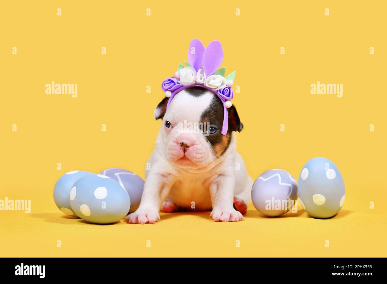Französischer Bulldog-Welpe mit Osterhäschen-Ohren und Eiern auf gelbem Hintergrund Stockfoto