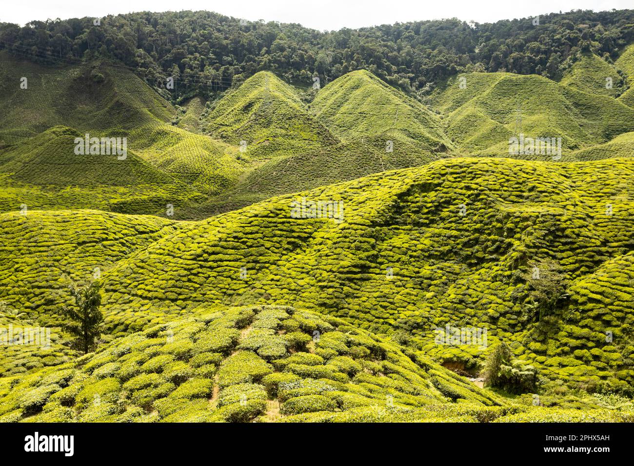 Teeplantage in Cameron Highlands, Malaysia Stockfoto