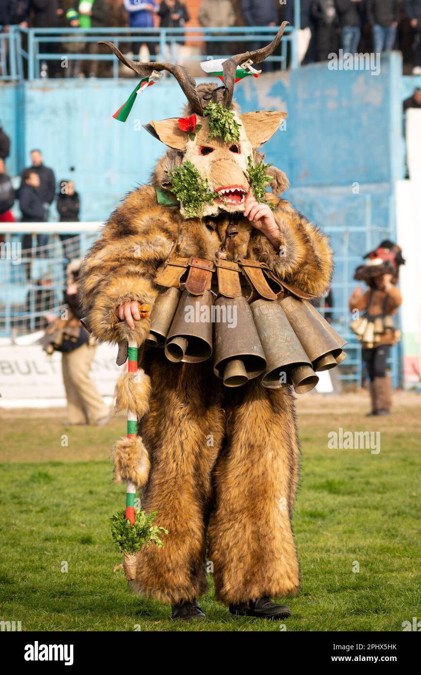 Kukeri-Tänzer mit Tierhautkostüm, großen Glocken und seltsamer Tiermaske, die an dem Festival in Simitli, Bulgarien, Osteuropa, Balkan, EU teilnimmt Stockfoto