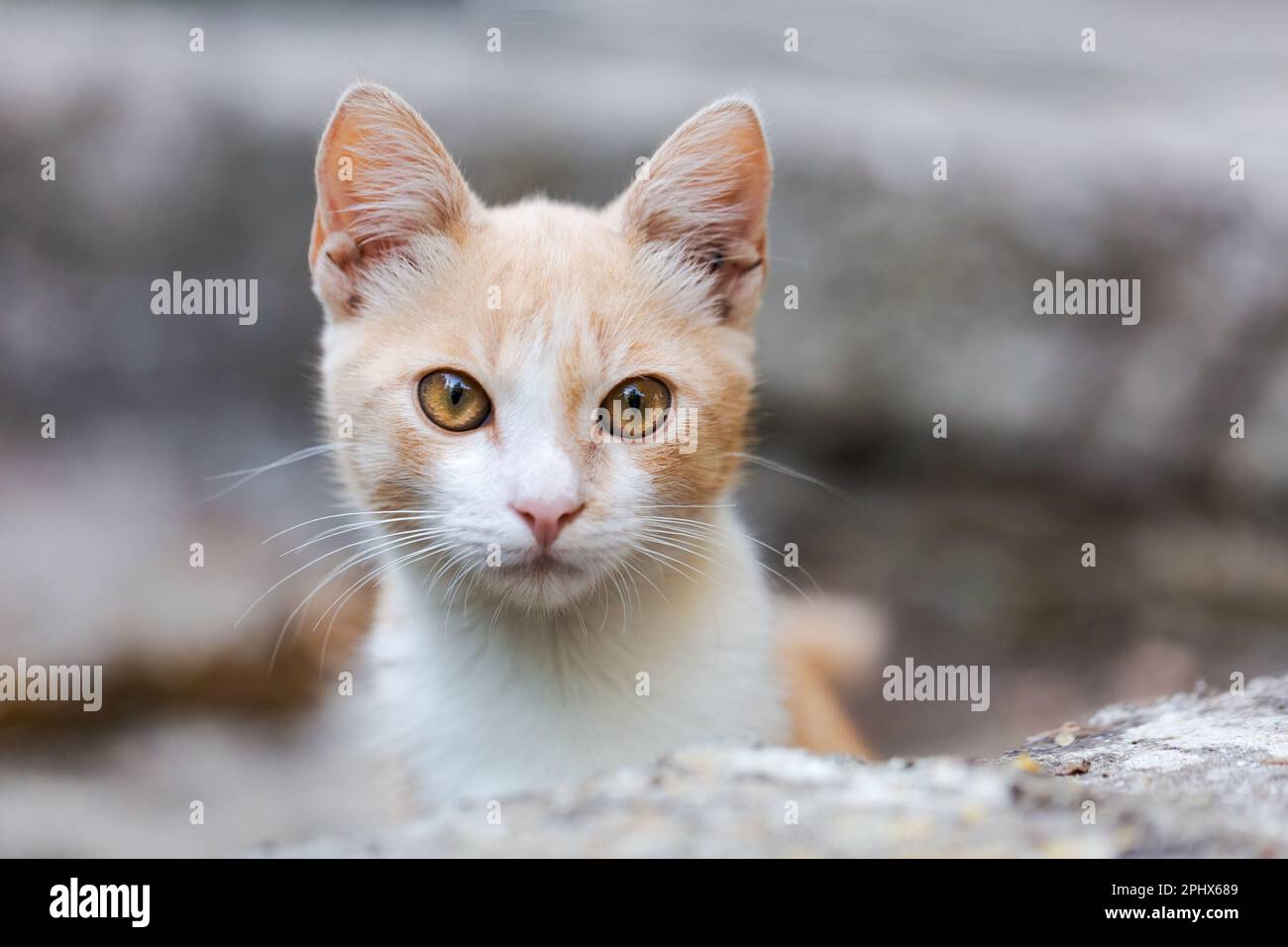 Süßes Katzenbaby, Ingwer mit weißen und wundervollen Augen, Blick auf den Hintergrund im Garten, Nahaufnahme Stockfoto