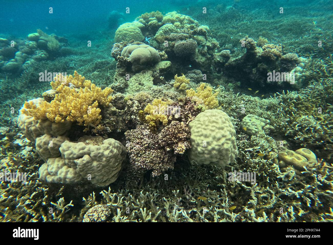 Ein blauer Seestern auf einem sonnenbeleuchteten Meeresboden mit Korallen in Camiguin, Philippinen. Stockfoto