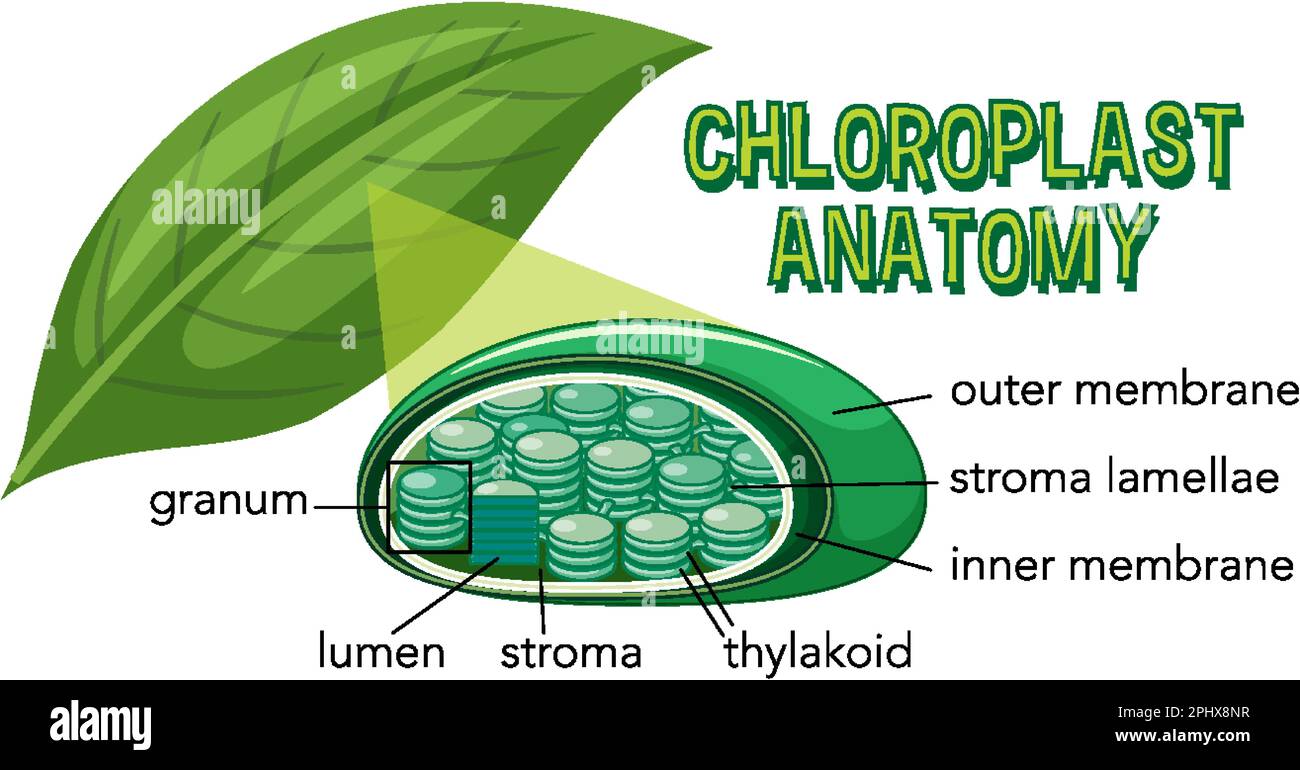 Schaubild zur Chloroplast-Anatomie für die Biologie- und Biowissenschaftsausbildung Stock Vektor