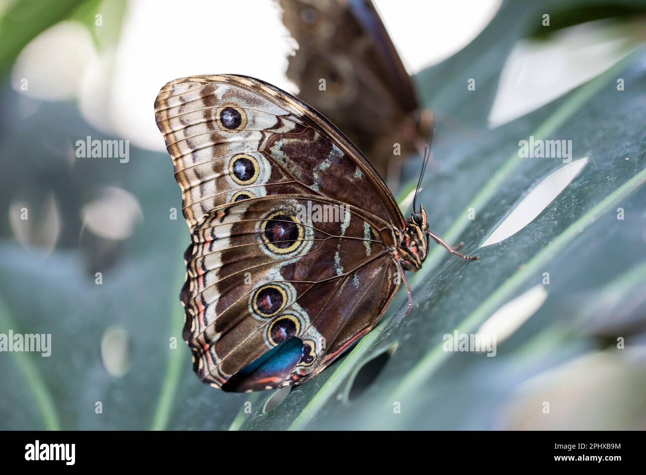 Ein schöner Schmetterling ruht auf einer Blume in einem Garten Stockfoto