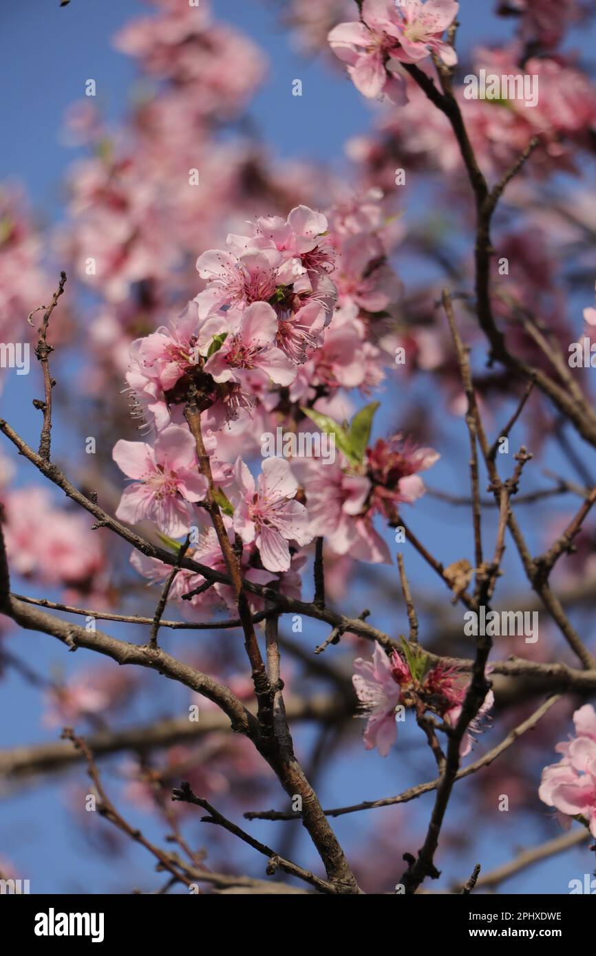 Pfirsichblüten Blüten auf einem Baum Stockfoto