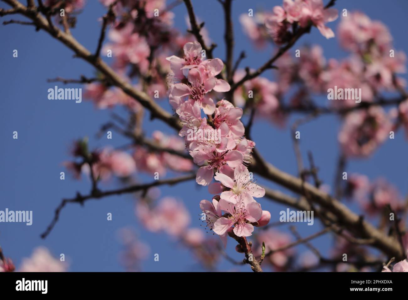 Pfirsichblüten Blüten auf einem Baum Stockfoto