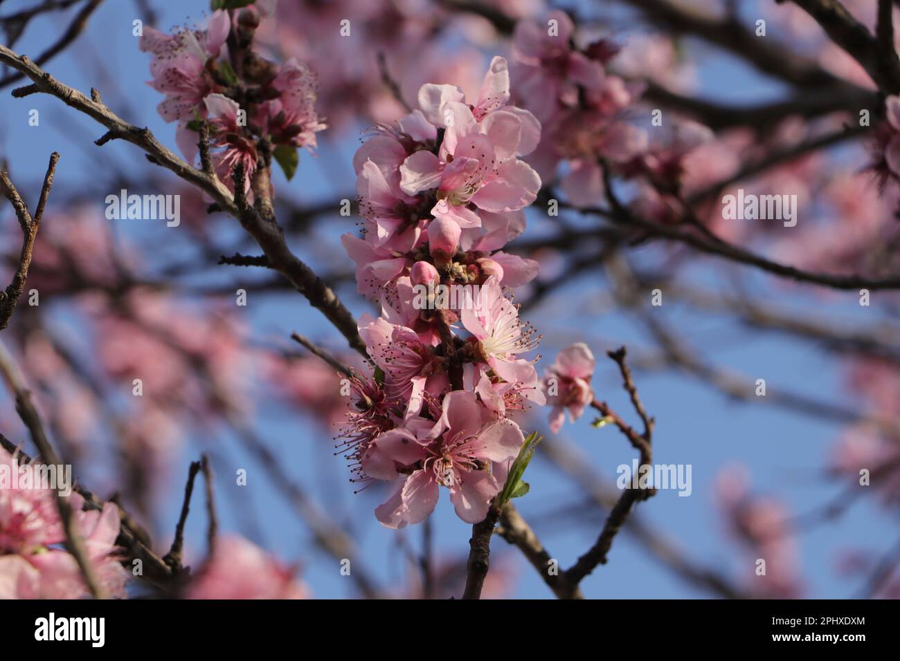 Pfirsichblüten Blüten auf einem Baum Stockfoto