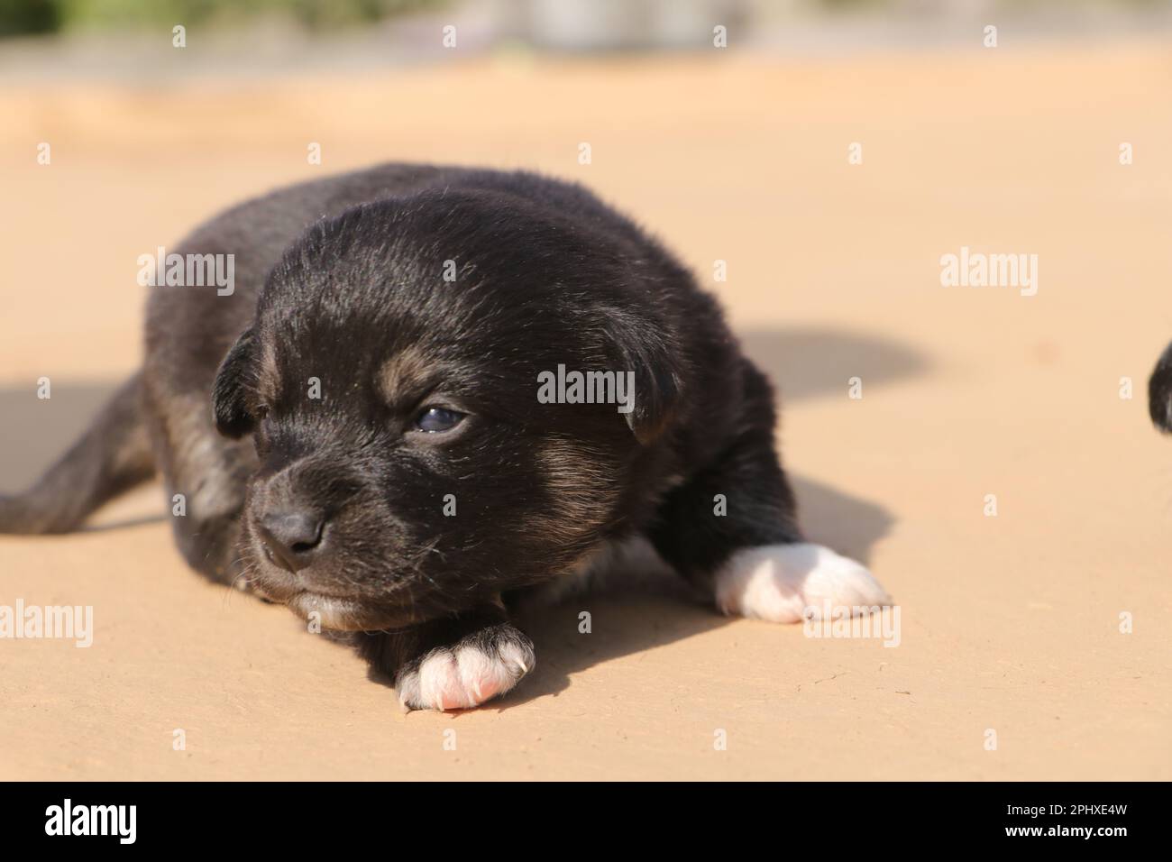 Ein wunderschönes, neu geborenes, schwarzes Hündchen. Stockfoto