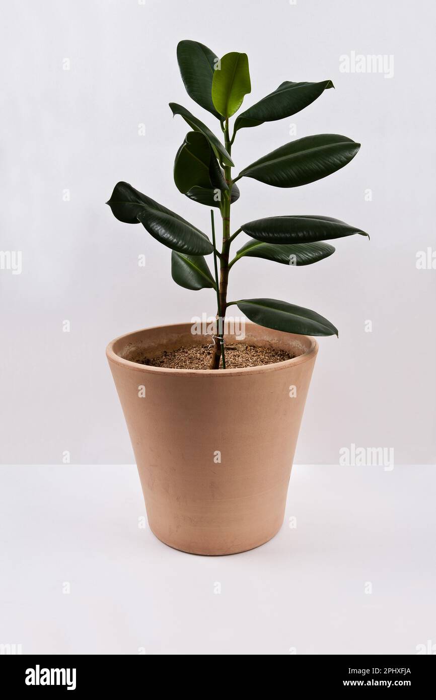 marginata pflege Dracaena Marginata XL main image 0