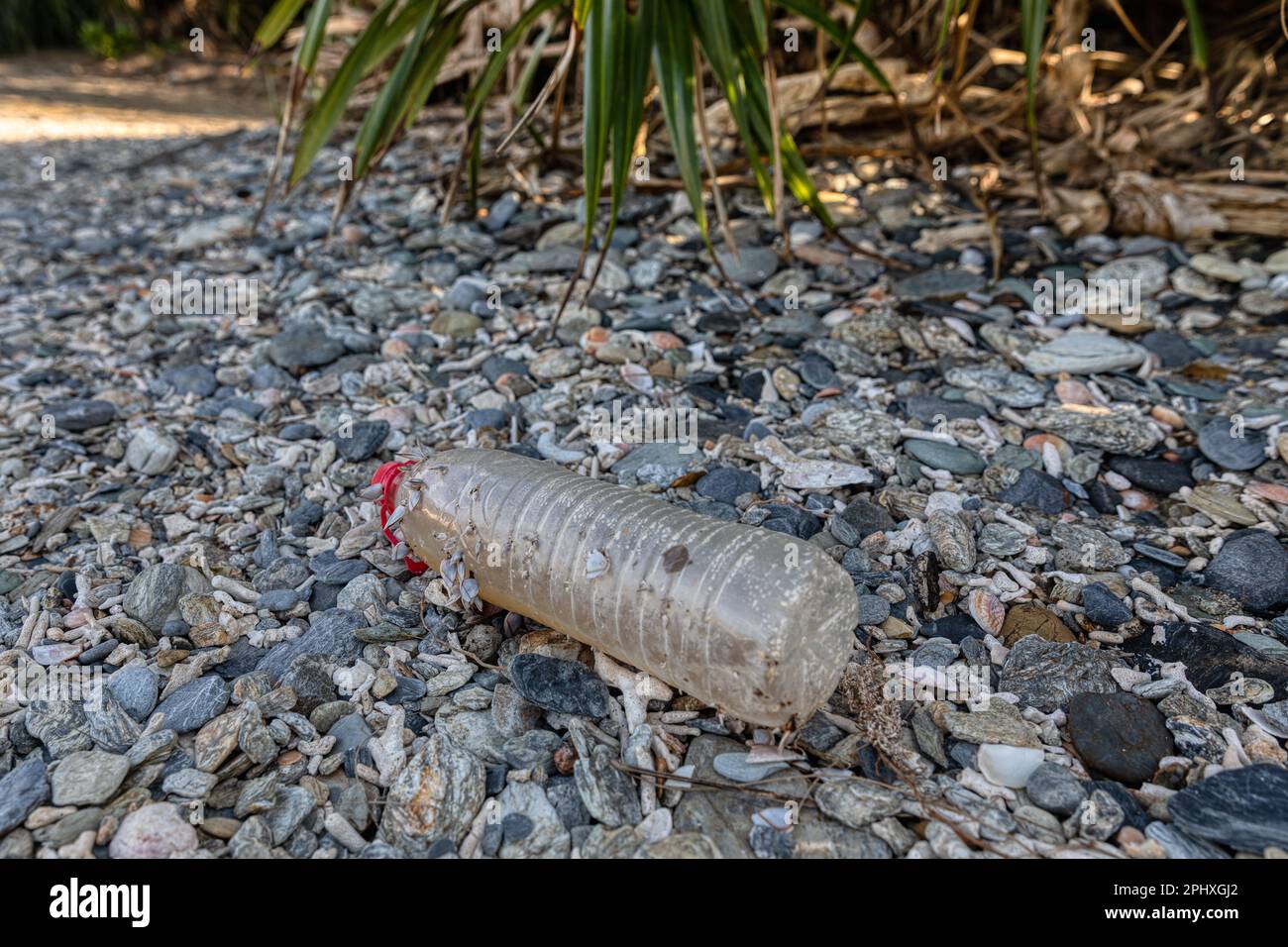 Plastikverschmutzung - eine Plastikwasserflasche mit Mollusken wird an einem Strand in Okinawa, Japan, angespült Stockfoto